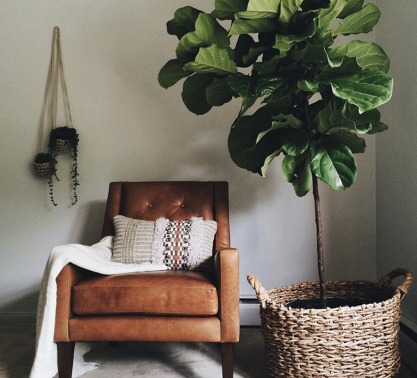 A leather chair with a blanket draped over it and a fiddle leaf fig next to it.