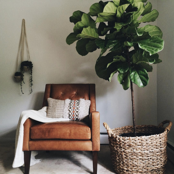 A leather chair with a blanket draped over it and a fiddle leaf fig next to it.